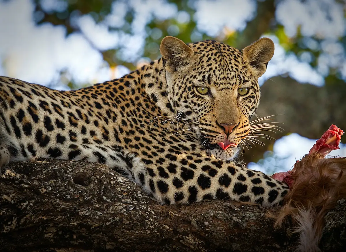 Walking Safari